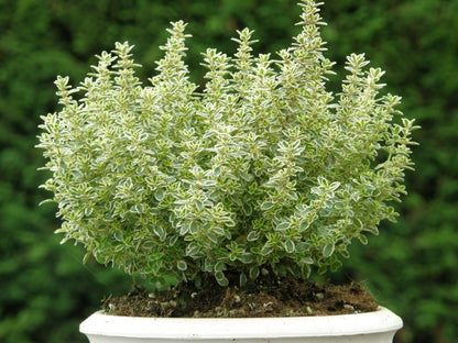 Organic Lemon Thyme Plant (Variegated variety) - نبات الزعتر