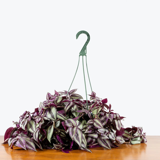 Tradescantia Zebrina - Indoor House Plant