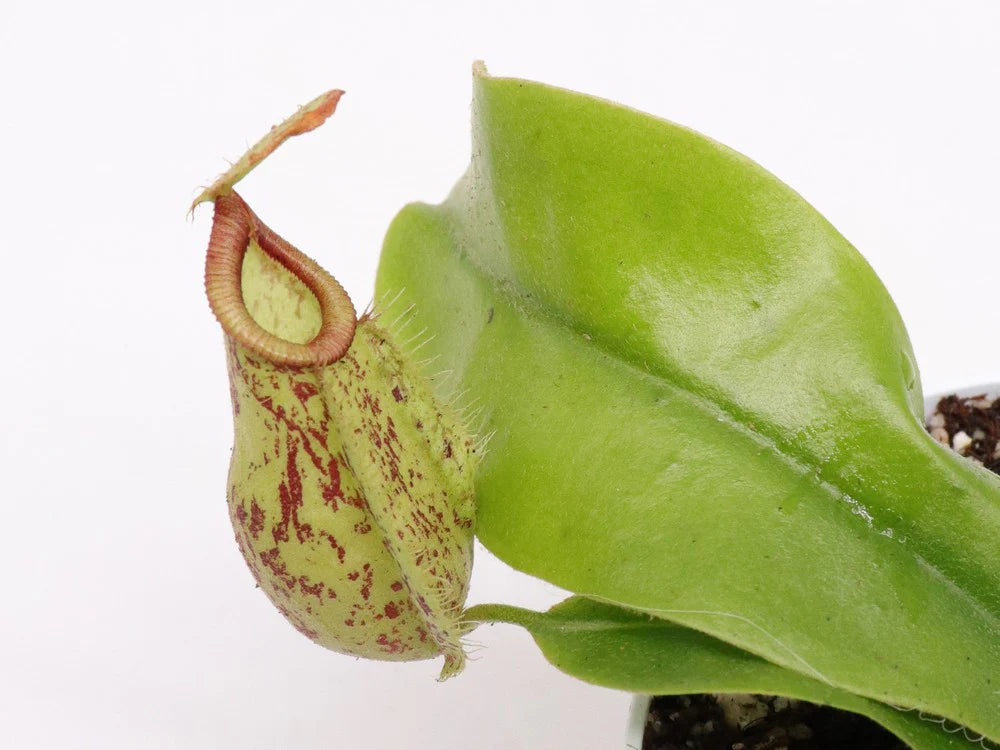 Nepenthes Hookeriana - Carnivorous Plant - Insect Eating Plant - Indoor Plant