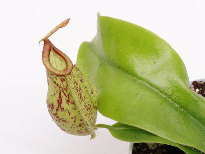 Nepenthes Hookeriana - Carnivorous Plant - Insect Eating Plant - Indoor Plant