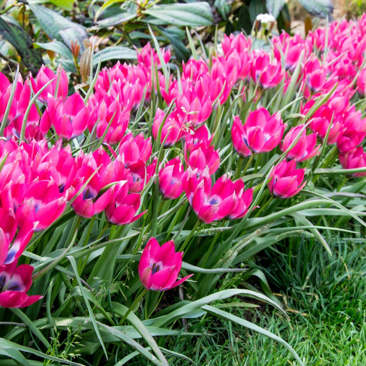 Tulip Little Beauty - Flower Bulb - توليب ليتل بيوتي