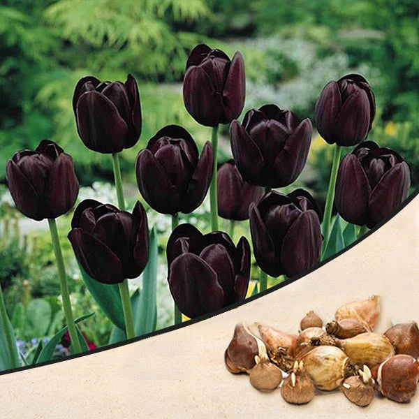 Tulip Queen of Night - Flower Bub - توليب كوين أوف نايت
