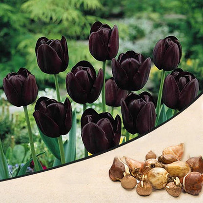 Tulip Queen of Night - Flower Bub - توليب كوين أوف نايت