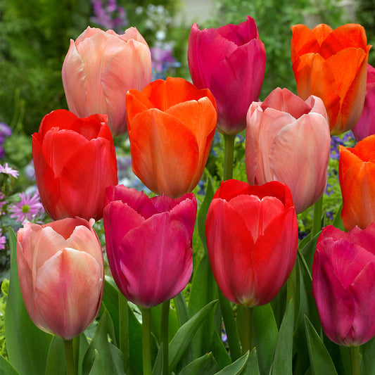 Tulip Van Eijk Mix - Flower Bulb - توليب فان إيك ميكس