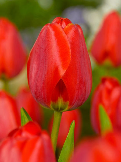 Tulip Apeldoorn - Flower Bulb - توليب أبيلدورن