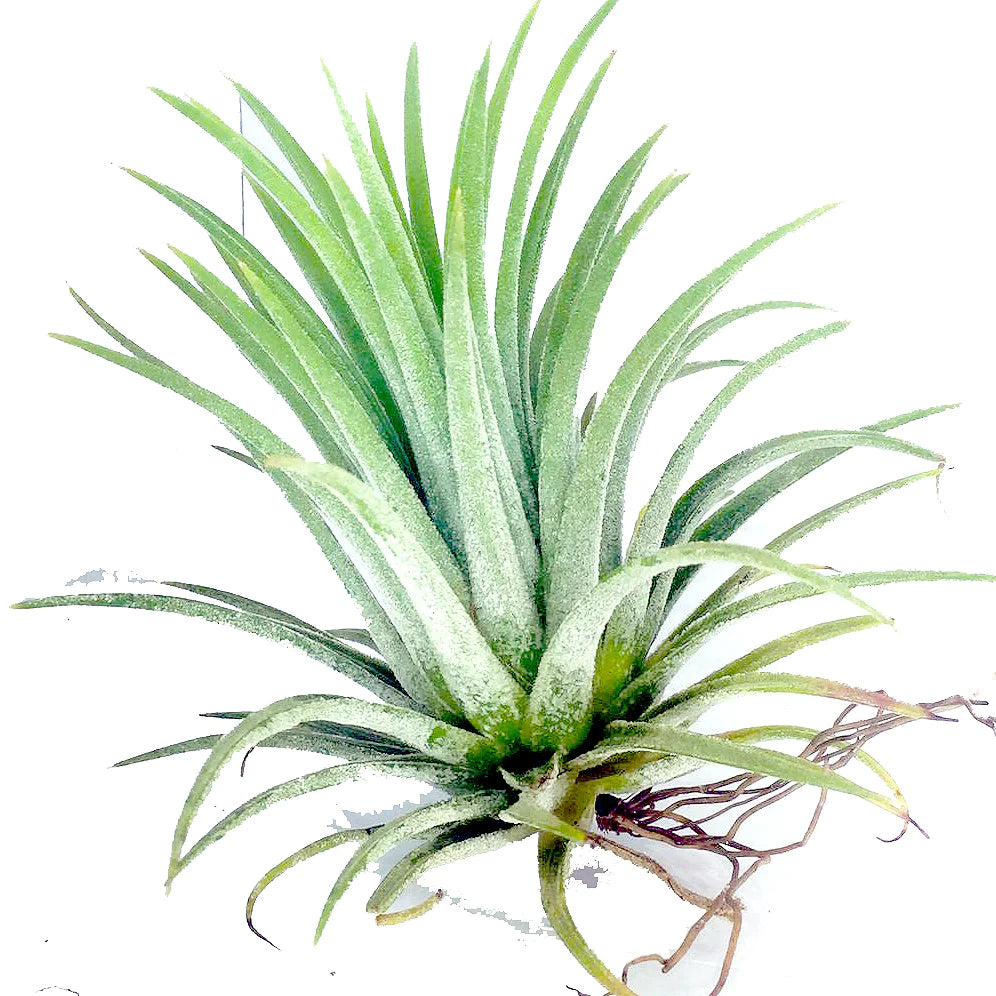 Tillandsia Ionantha Green - Air Plant