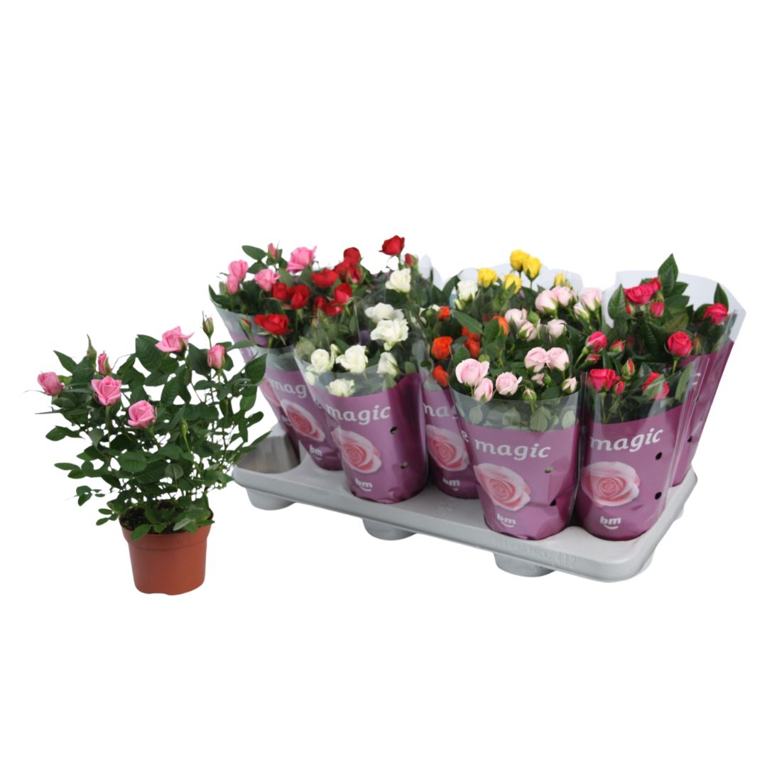 Rose Plant -  Rosa Flowering - Indoor House Plant