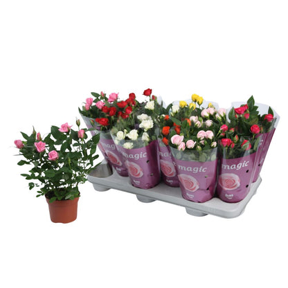 Rose Plant -  Rosa Flowering - Indoor House Plant