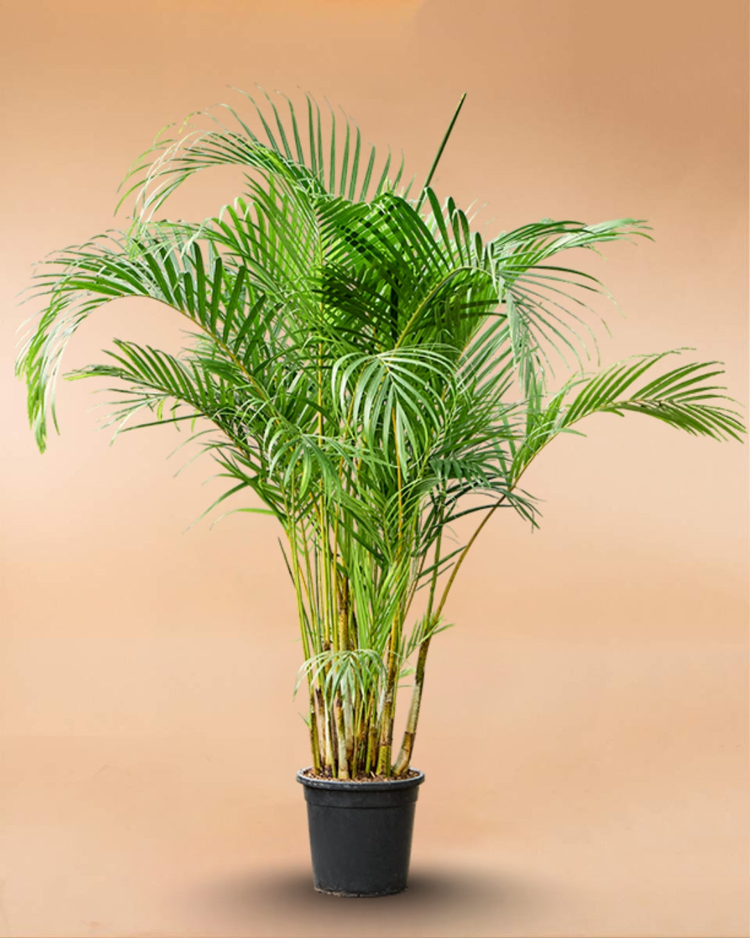 areca palm plant dypsis lutescens 4 pot Areca Palm Plant – Plant and Pot Co