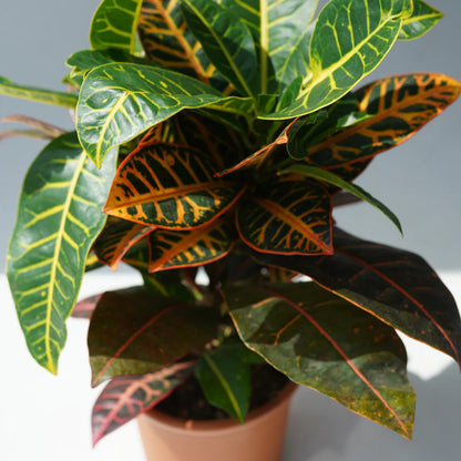 Croton Plant - نبات داخلي