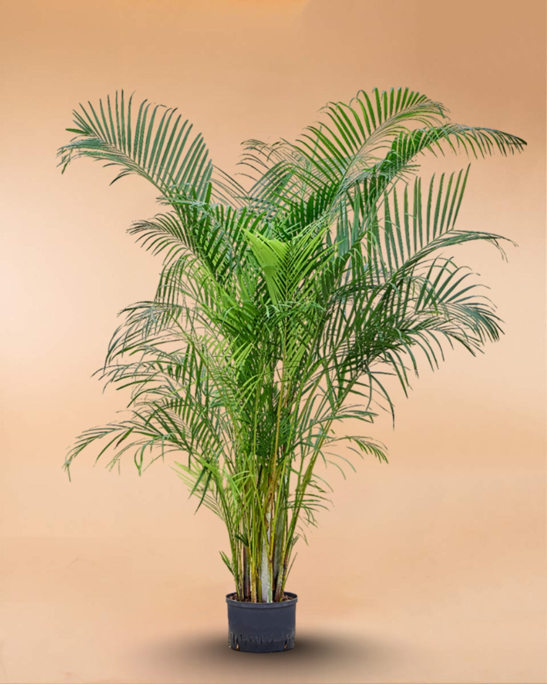 Areca Palm - Dypsis Lutescens - Indoor House Plant - نبات داخلي