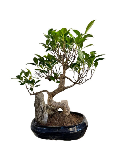 Bonsai Ficus With Rock - Indoor House Plant - نبات داخلي