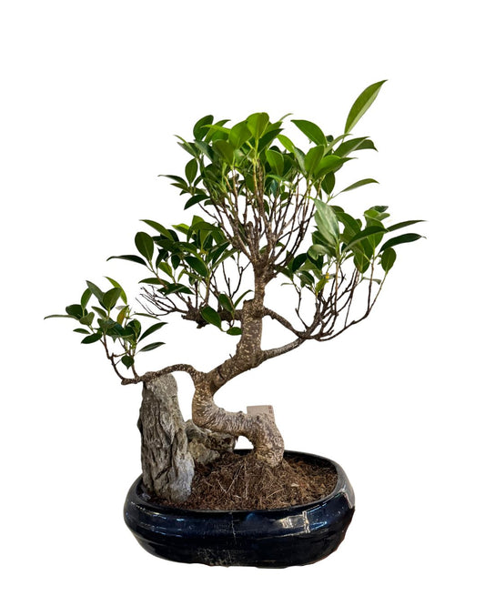 Bonsai Ficus With Rock - Indoor House Plant - نبات داخلي