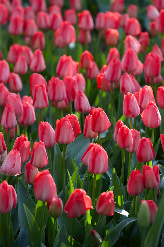 Tulip Royal Van Eijk - Flower Bulb - توليب رويال فان إيك