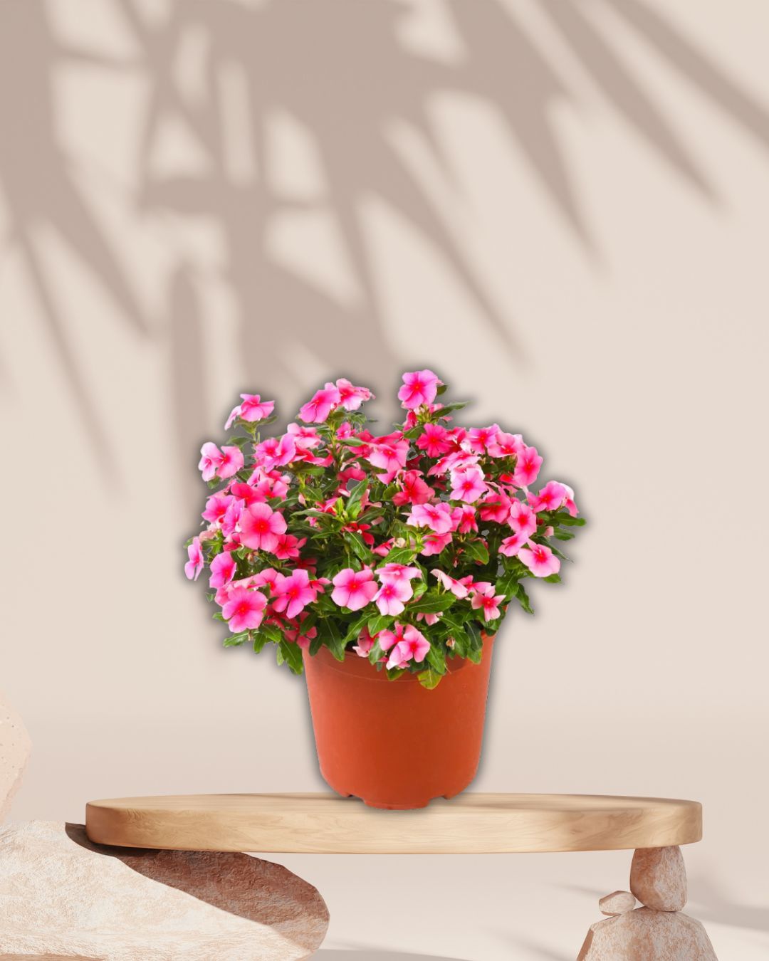 Vinca Plant Pink