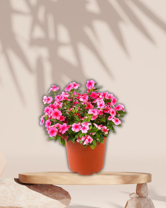 Vinca Plant Pink