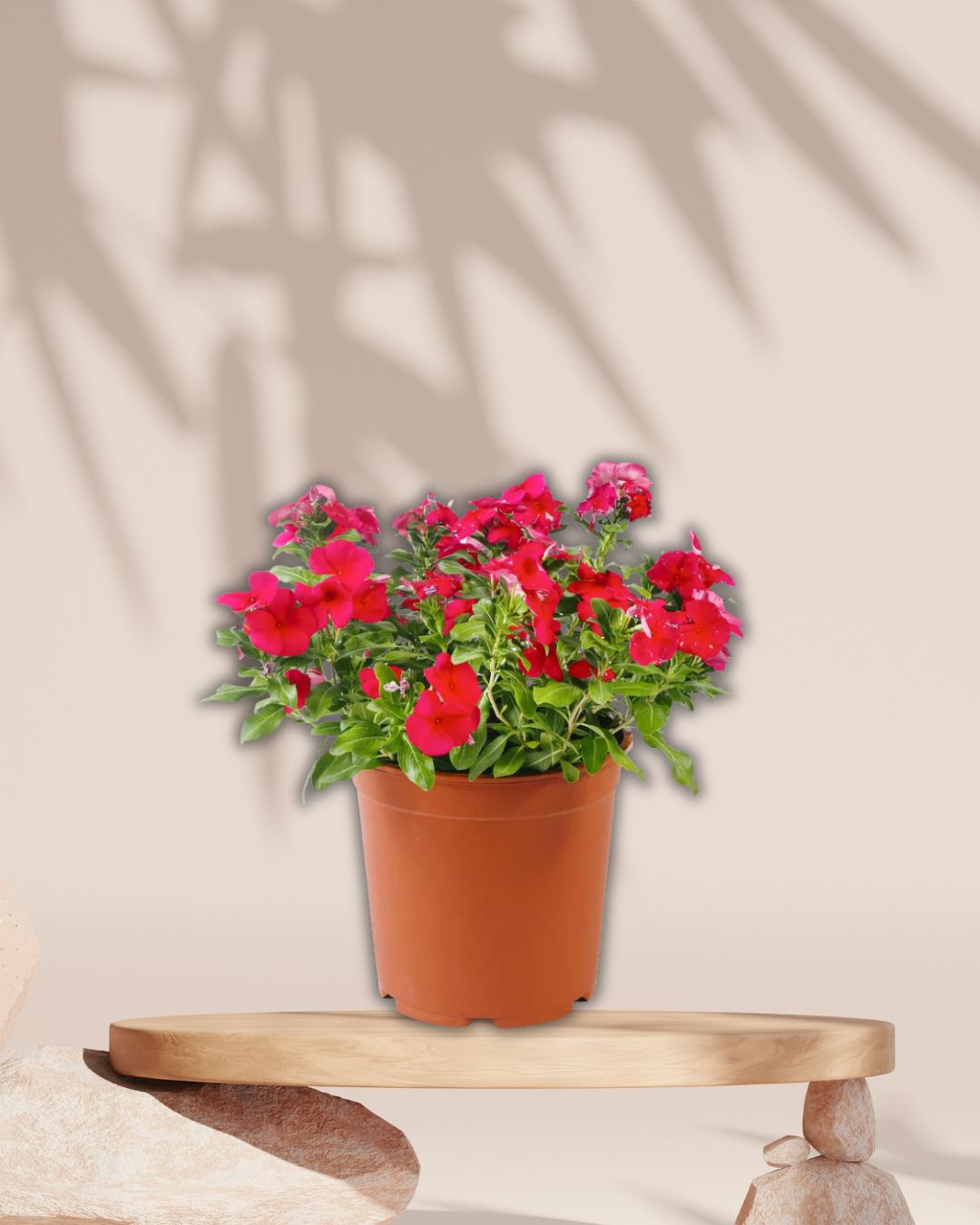 Vinca Plant Red