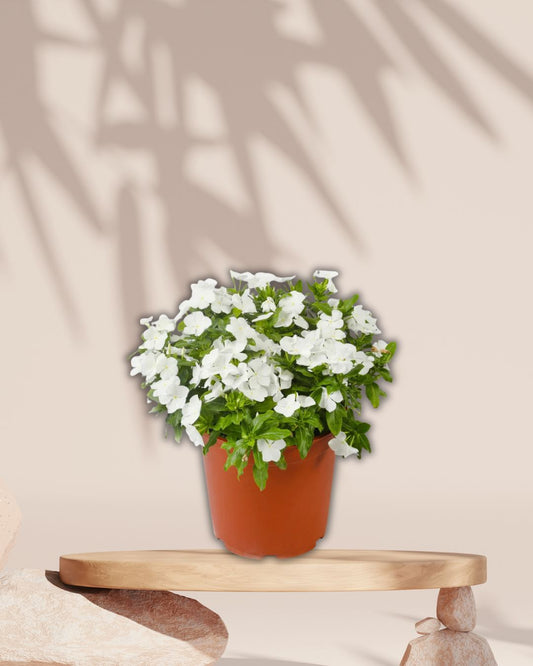 Vinca Plant Pink