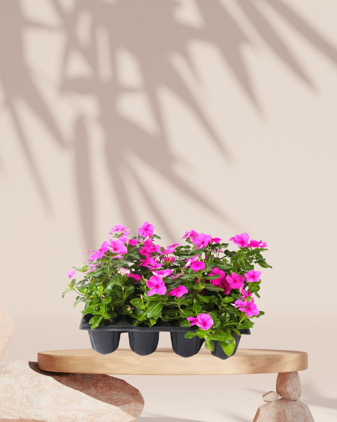 Vinca Plant in Tray Pink
