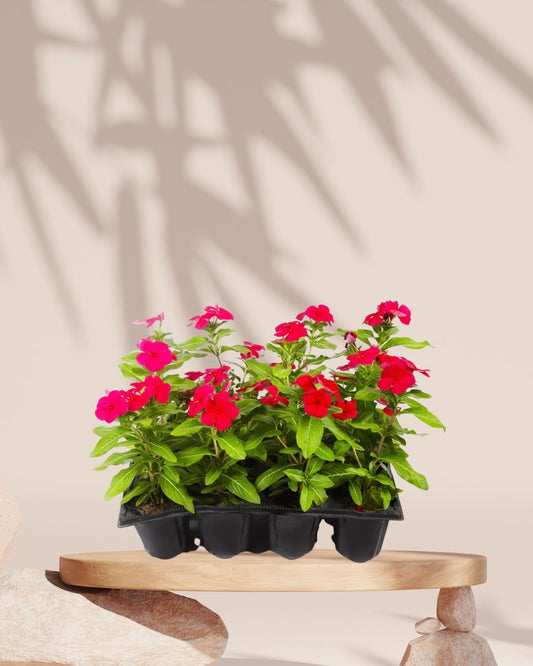 Vinca Plant in Tray White