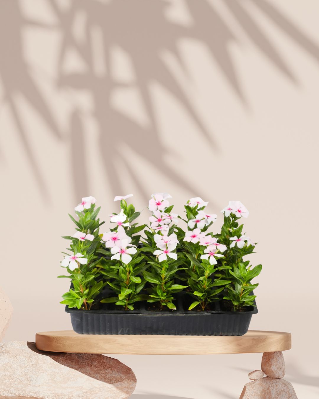 Vinca Plant in Tray White