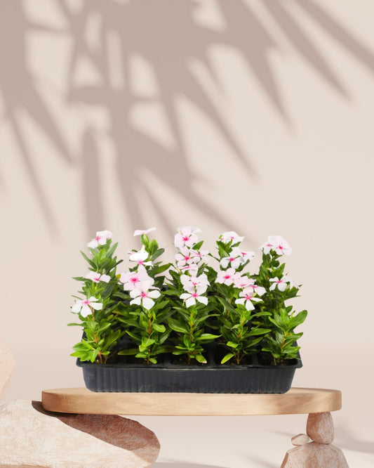 Vinca Plant in Tray White