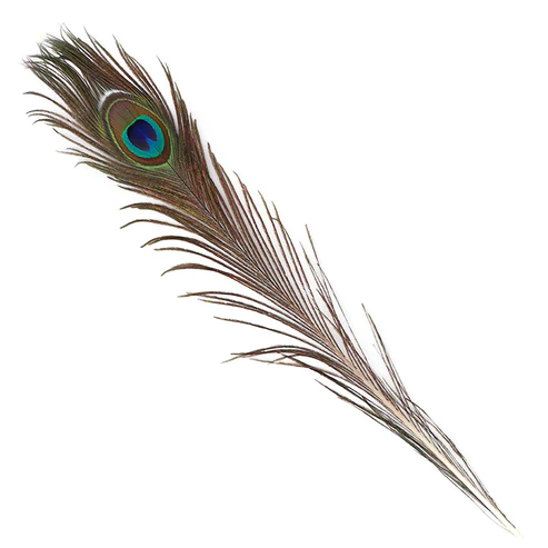 Peacock Feather - Decoration - Natural