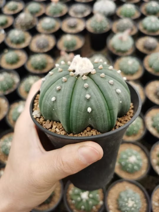 Gymnocalycium Var...