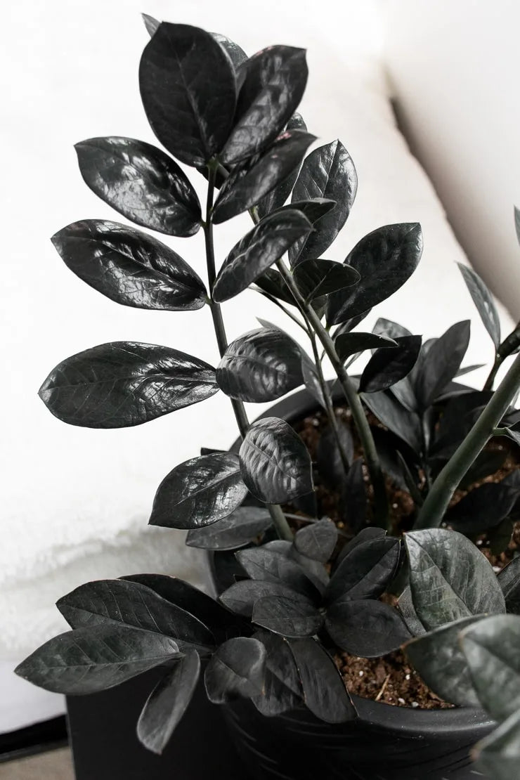 Zamioculcas Raven (Black ZZ) - Indoor Plants - النباتات الداخلية