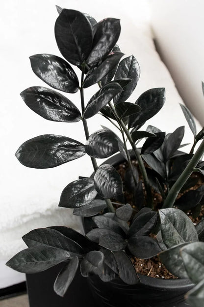 Zamioculcas Raven - ZZ Plant - Indoor House Plant - نبات داخلي