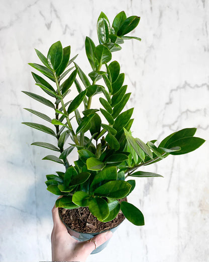 Zamioculcas Zamiifolia - ZZ Plant - Indoor House Plant - نبات داخلي