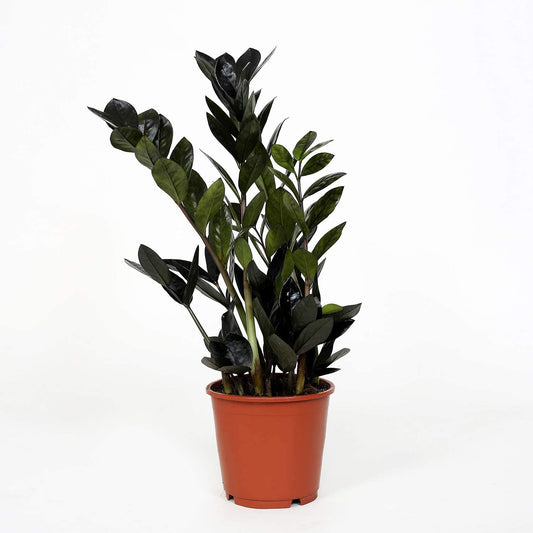 Zamioculcas Raven Black ZZ — Cozy Window Setup