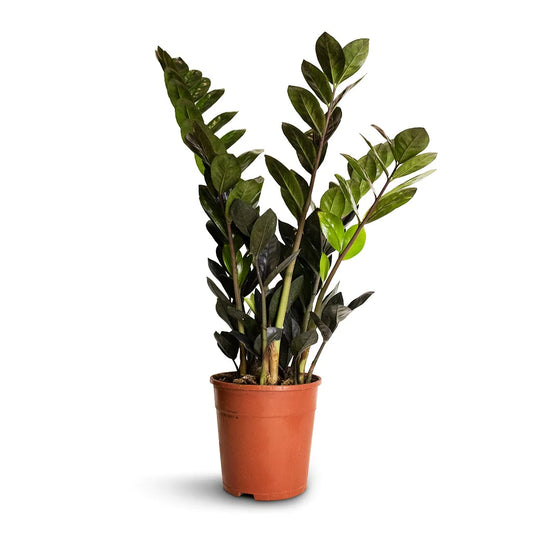 Zamioculcas Raven - ZZ Plant - Indoor House Plant - نبات داخلي