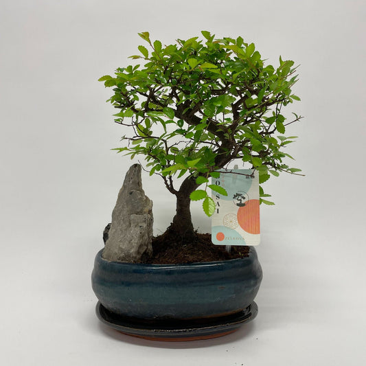 Bonsai  Zelkova S-Shape Landscape - Indoor House Plant - نبات داخلي