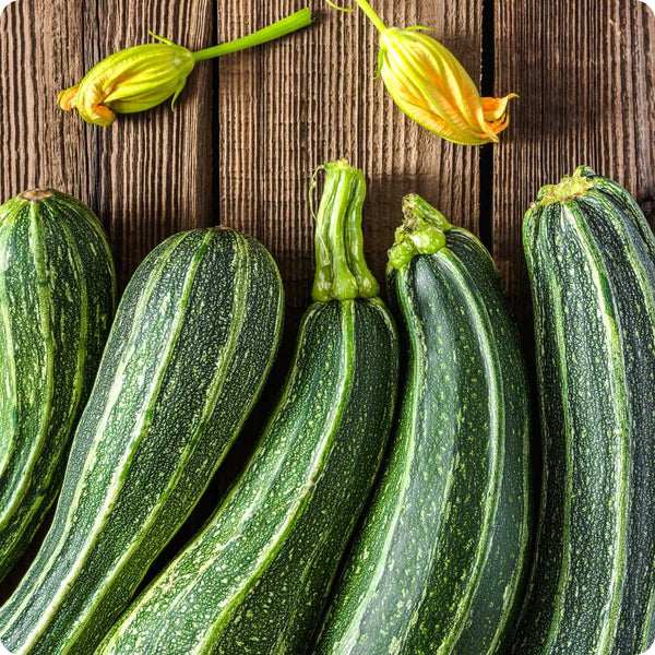 Zucchini Italian Seeds