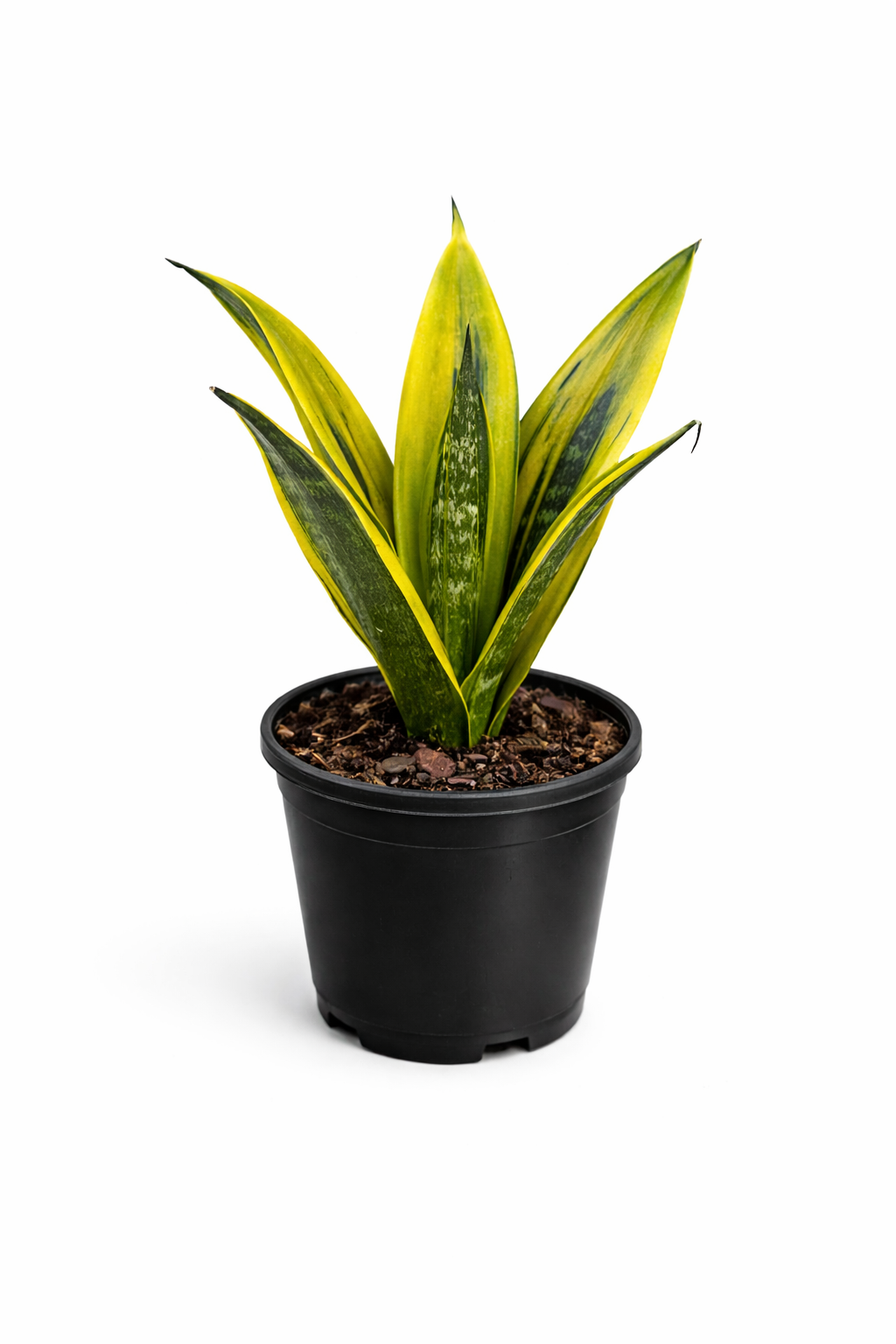 Sansevieria Golden Flame – Indoor Snake Plant | نبات داخلي