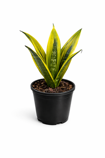 Sansevieria Golden Flame – Indoor Snake Plant | نبات داخلي
