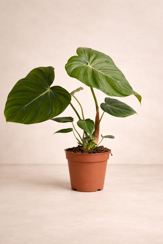 Philodendron Gloriosum - Rare Indoor House Plant - نبات داخلي
