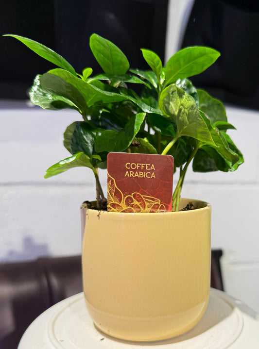 Coffee Plant With Pot - نبات داخلي - نبات القهوة العربية