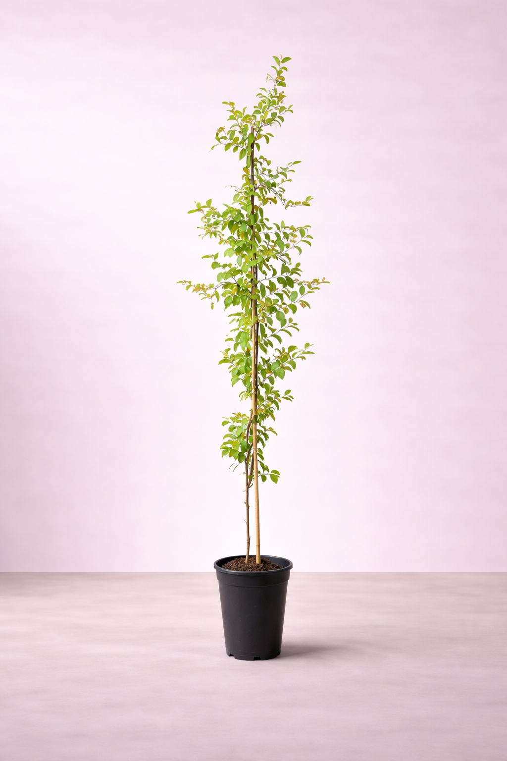 Sadr Tree Sider Tree - Ziziphus Tree - شجرة السدر – Plant and Pot Co.