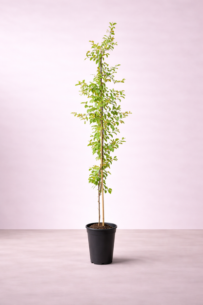 Sider Tree - Ziziphus Tree - شجرة السدر