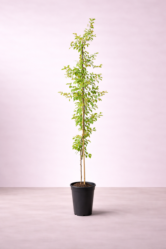 Sider Tree - Ziziphus Tree - شجرة السدر