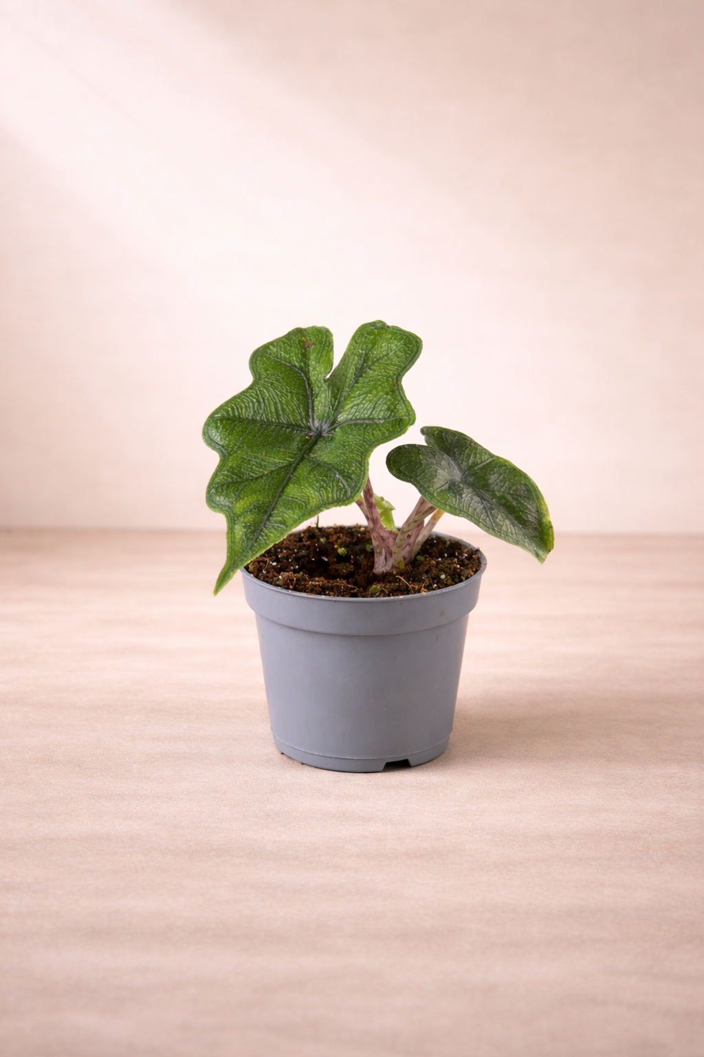 Alocasia Jacklyn - Rare Indoor House Plant - نبات داخلي - ألوكاسيا