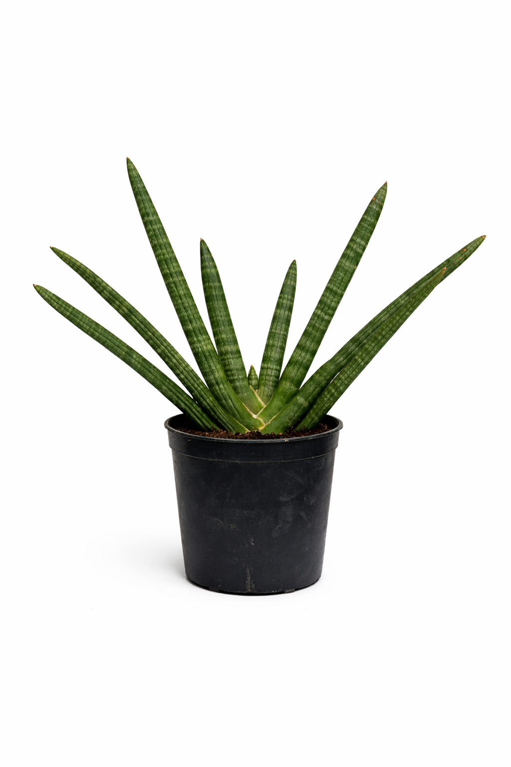 Sansevieria Fingered– Indoor Snake Plant | نبات داخلي