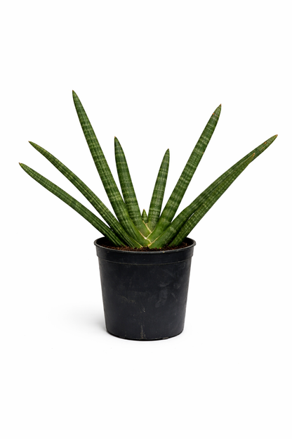 Sansevieria Fingered– Indoor Snake Plant | نبات داخلي