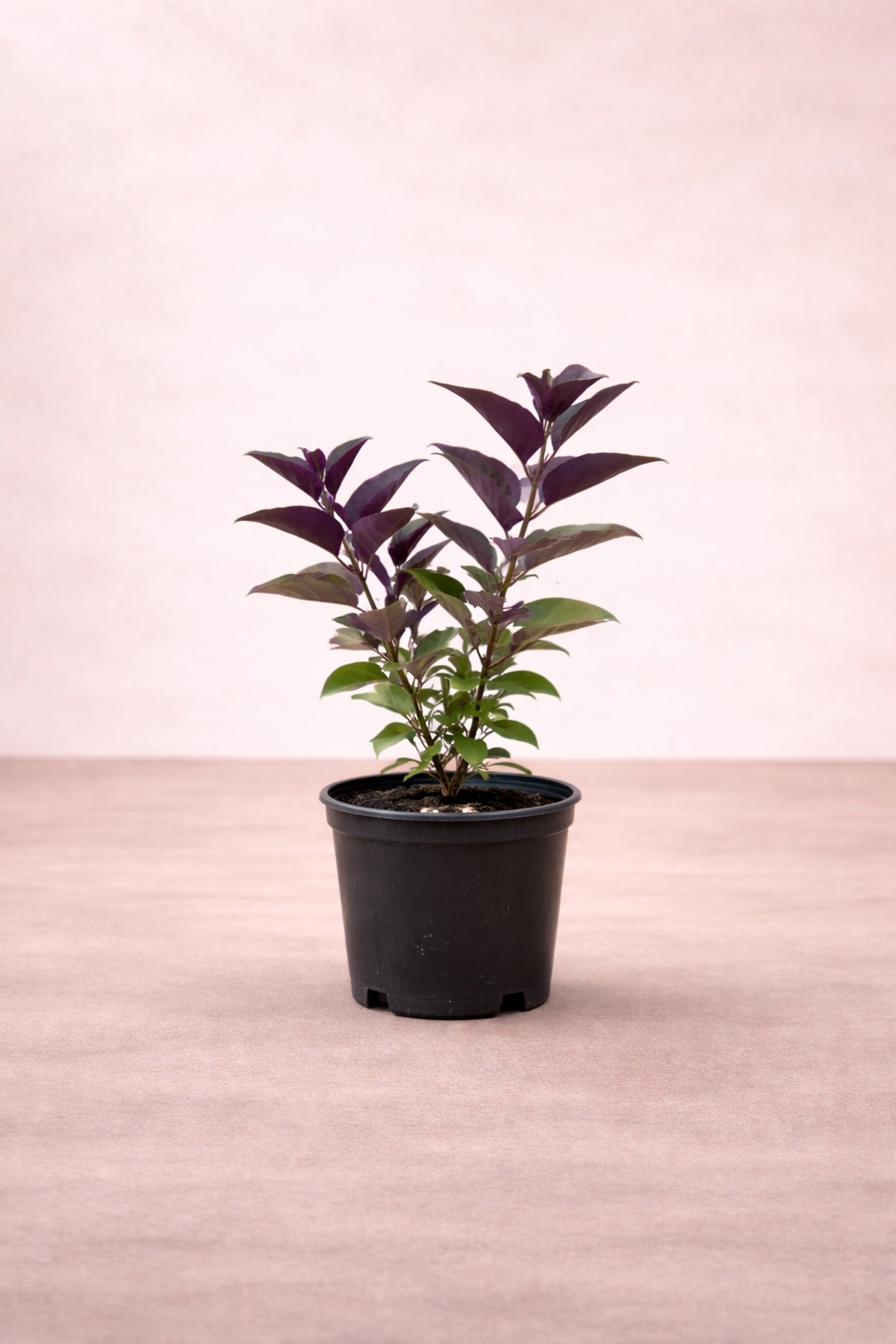 Vitex trifolia ‘P...