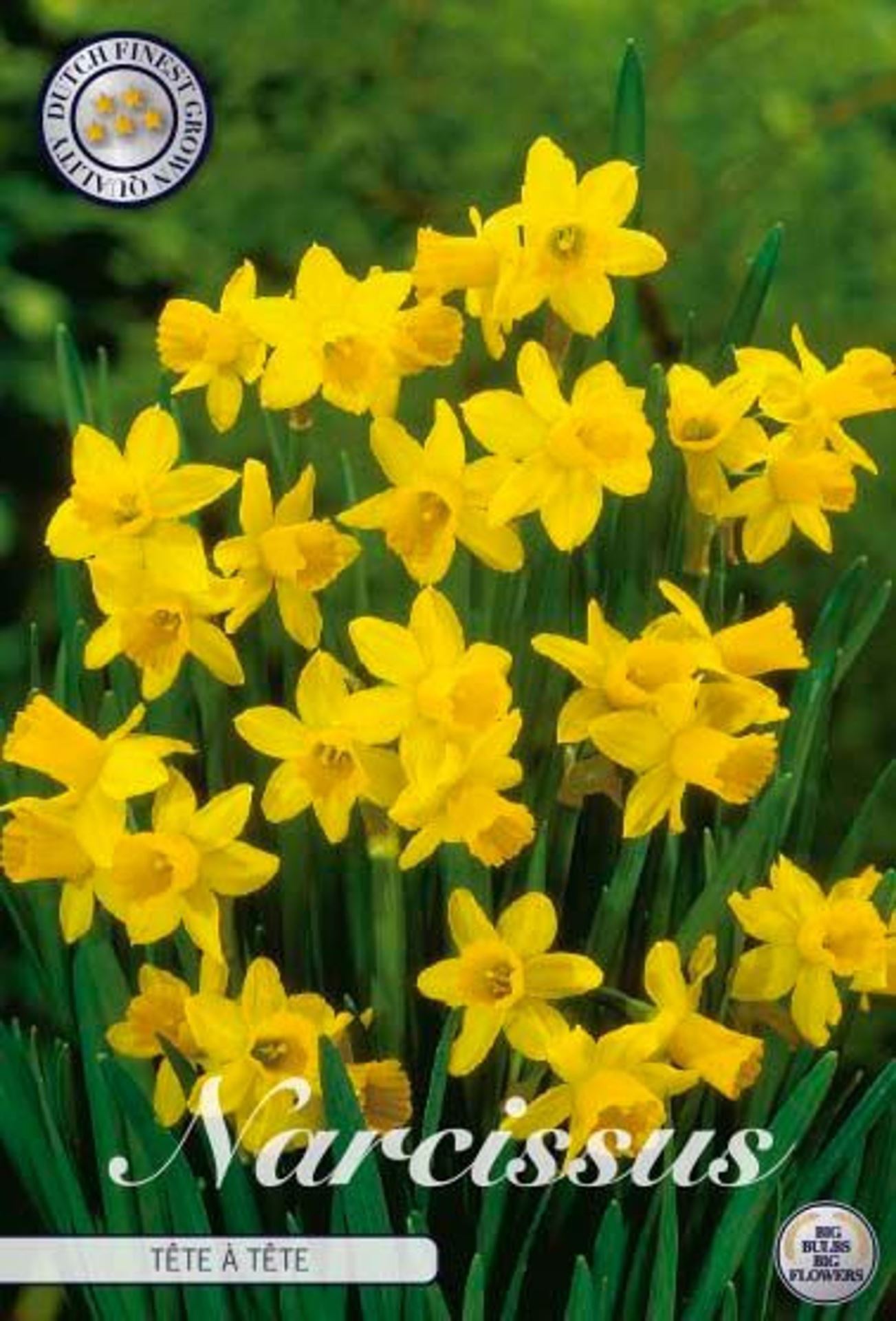 Narcissus Cyclami...
