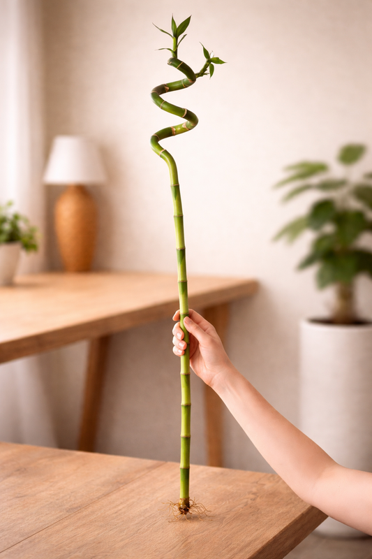 Spiral Lucky Bamboo 90cm | بامبو حلزوني – نبات داخلي