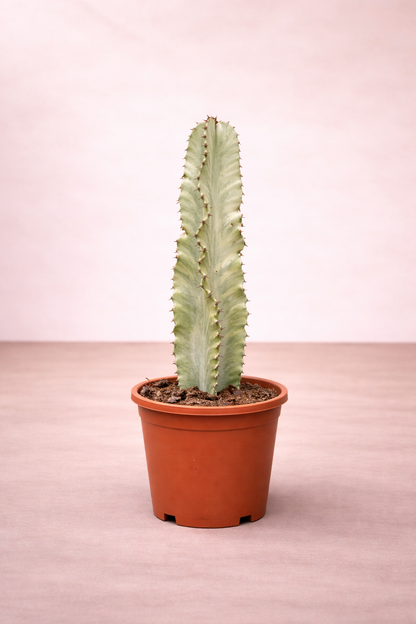 Euphorbia Variegata Marmorata - الصبار