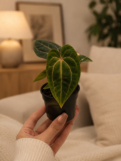 Anthurium Dark Phoenix × Red Crystallinum - Rare Indoor Plant - نبات داخلي